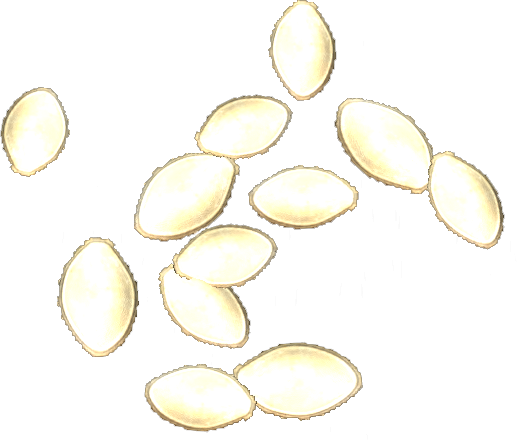 Pumpkin Seeds.png